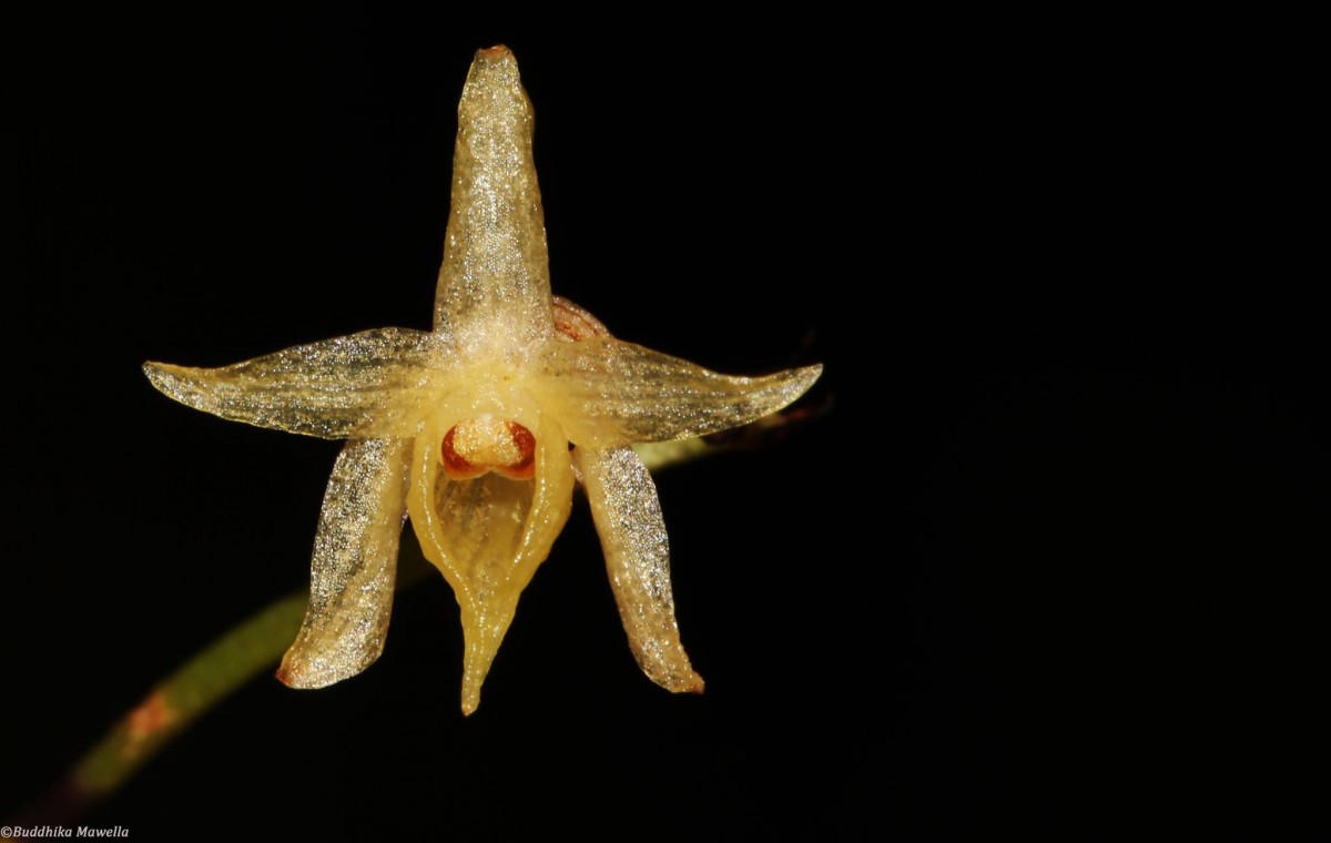 Angraecum zeylanicum Lindl.